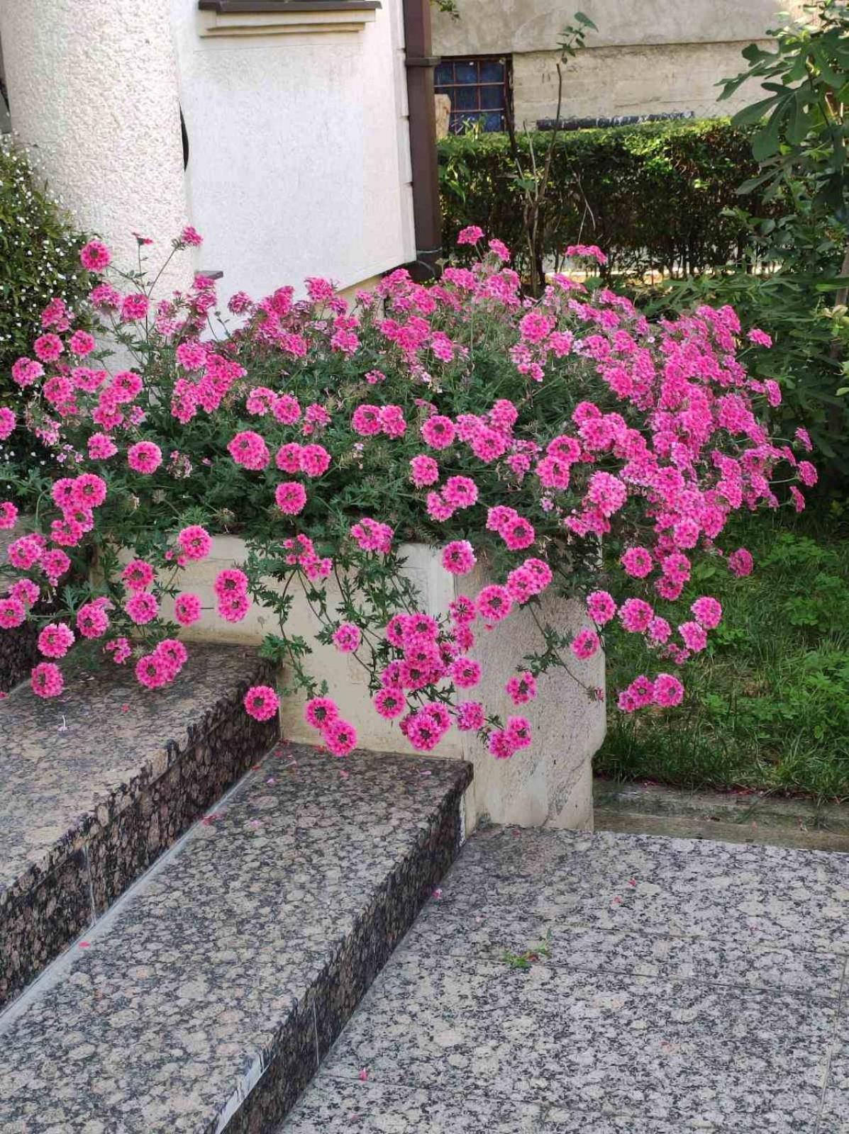 Vila Sentic Βράνιε Εξωτερικό φωτογραφία